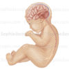 Système nerveux du bébé, neurologie, moelle épinière, nerfs, système nerveux périphérique - © sophie jacopin