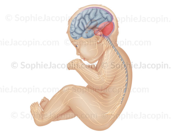 Système nerveux du nourrisson, neurologie, moelle épinière, nerfs, système nerveux périphérique - © sophie jacopin