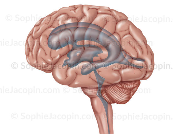 Système ventriculaire de l’encéphale en transparence en vue externe de profil du cerveau - © sophie jacopin