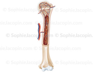 Tissu ousseux chez l'adulte, structure osseuse, structure cartilagineuse, humérus - © sophie jacopin