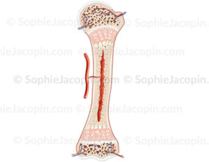 Tissu osseux ede l'enfant, développement osseux, structure cartilagineuse, pédiatrie - © sophie jacopin