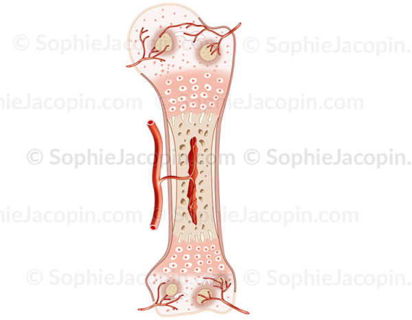 Tissu osseux de nouveau né, développement osseux, structure cartilagineuse, pédiatrie - © sophie jacopin