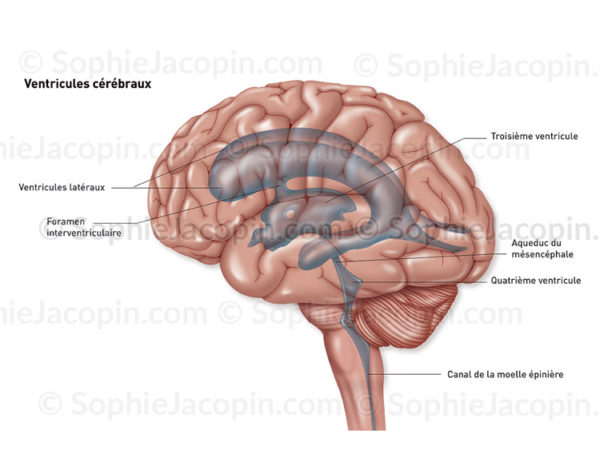 Ventricules cérébraux en transparence dans un cerveau en vue externe de profil - © sophie jacopin