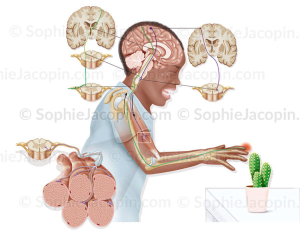 Voies sensitives, voies motrices, voies sensitive-motrices, arc réflexe, stimulus, douleur - © sophie jacopin