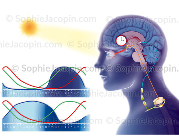 Cycle circadien et courbes du sommeil normal et anormal, perturbation du sommeil - © sophie jacopin