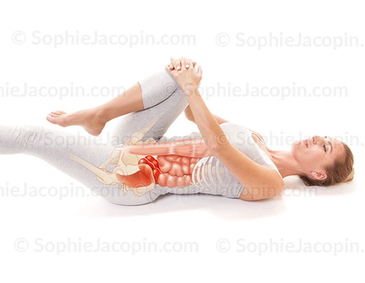 Illustration medicale_Anatomie posturale-Concentration sur le rectum