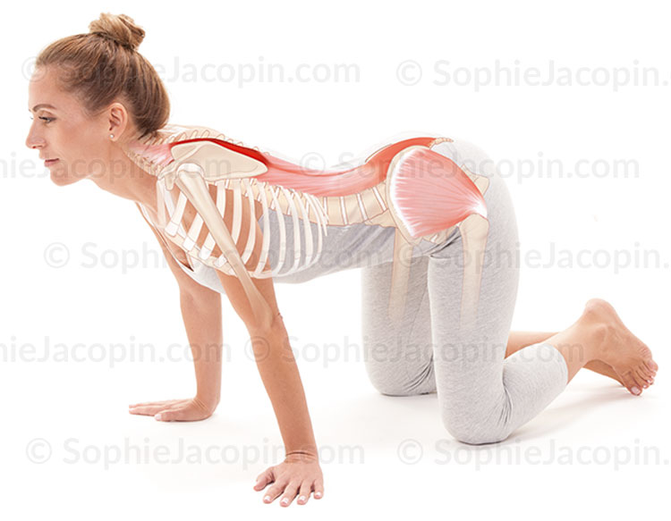Anatomie-posturale-Etirement-colonne Anatomie-posturale, étirement de la colonne, concentration sur le haut du dos - © sophie jacopin