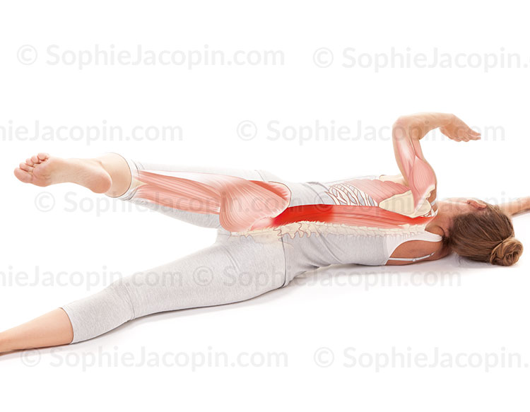 Illustration medicale_Anatomie posturale-Mobilisation-des-lombaires
