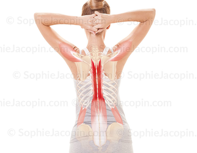 Anatomie-posturale-Point-de-concentration-dorsal Anatomie posturale, point de concentration dorsal au niveau des muscles spinaux - © sophie jacopin