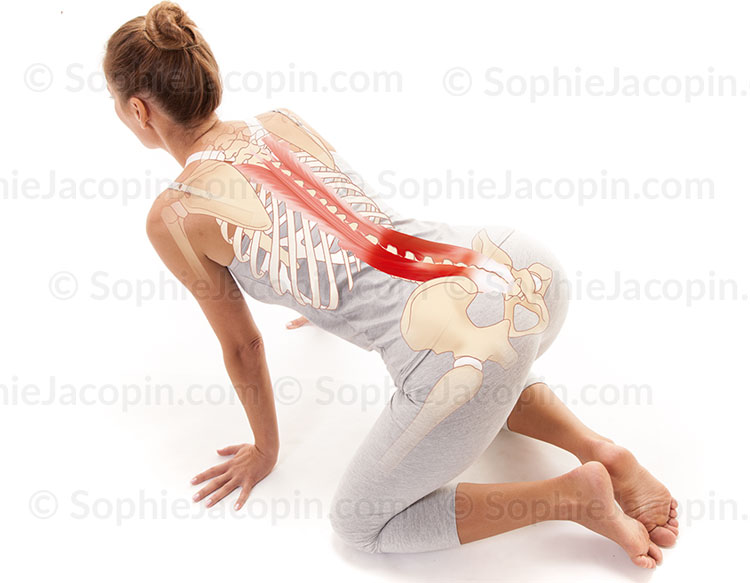 Illustration medicale_Anatomie posturale-Focalisation sur les lombaires