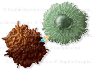 Cancer, identification cellule tumorale par un lymphocyte T via des antigènes de surface - © sophie jacopin