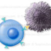 Système immunitaire, identification des cellules par un lymphocyte T - © sophie jacopin