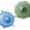 Système immunitaire, identification des cellules par un lymphocyte T - © sophie jacopin