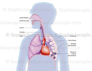 Vascularisation du système respiratoire et des alvéoles pulmonaires - © sophie jacopin