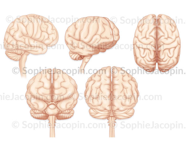 Cerveau, différentes vues, profil, 3/4 antérieure, dessus, antérieure, postérieure - © sophie jacopin