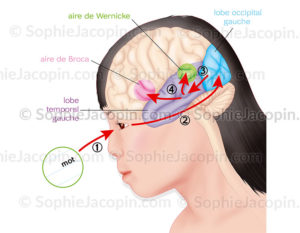 Cerveau et lecture, apprentissage, cheminement de l'œil, vers le lobe occipital, le lobe temporale, l'aire de Wernicke et l'aire de Broca - © sophie jacopin