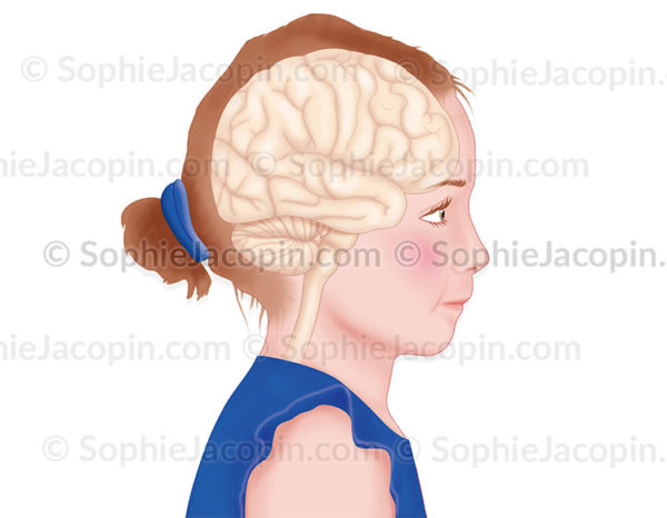 Cerveau en transparence dans un visage de fillette, localisation du cerveau - © sophie jacopin
