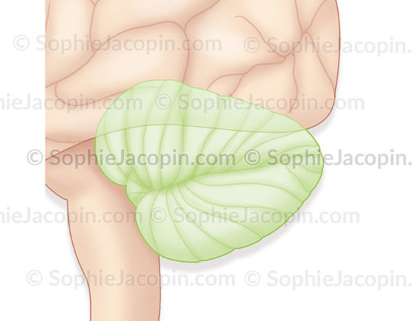 Le cervelet, représenté en vert sur un vue externe du cerveau © sophie Jacopin