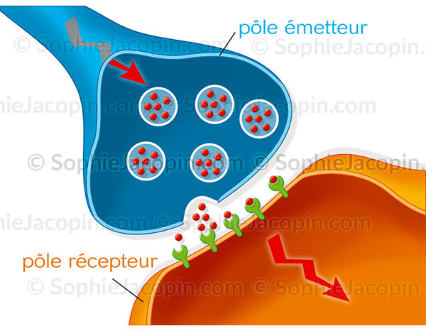 Connexion d'une synapse d'un neurone A (pôle émetteur) a un neurone 3 (pôle récepteur) - c sophie ajcopin