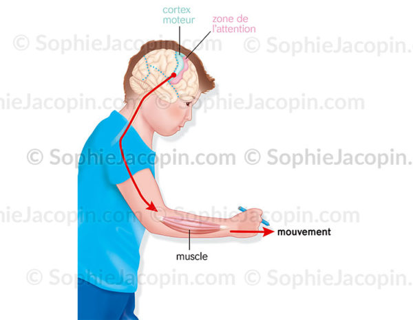 Le contrôle moteur ou des mouvements musculaires par le cerveau et augmentation de l'attention - © sophie jacopin