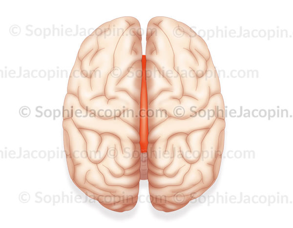Corps calleux représenté en orange sur une vue du dessus entre les deux hémisphères cérébraux - © sophie jacopin