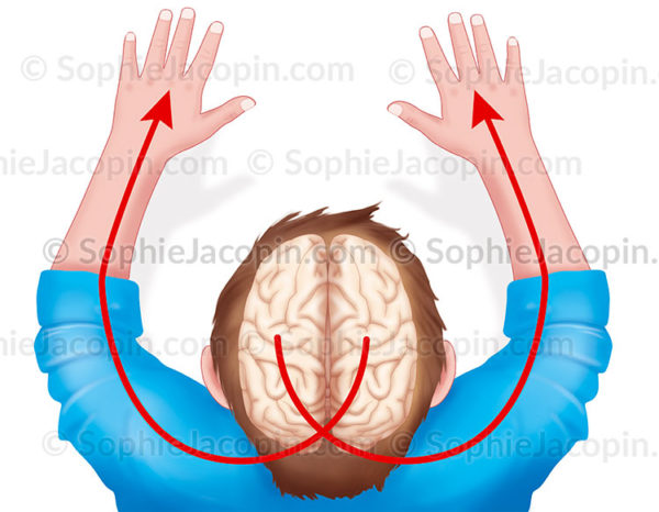 Hémisphères cérébraux sur une vue supérieure du cerveau en transparence dans la tête d'un enfant - © sophie jacopin