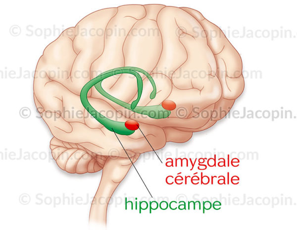 Hippocampe et amygdale, en transparence à l'intérieur d'une vue légèrement de 3/4 antérieure du cerveau - © sophie jacopin