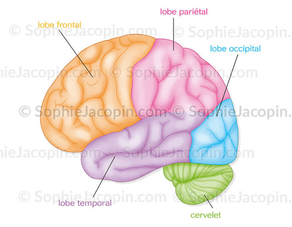 Lobes du cerveau, frontal, pariétal, occipital, temporal, cervelet - © sophie jacopin