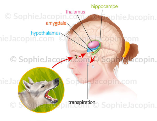 Le système limbique au centre de notre cerveau (thalamus, hypothalamus, hippocampe amygdale) gère les émotions - © sophie jacopin