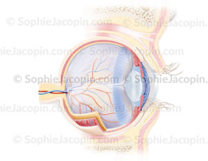 Anatomie de l’œil et de la paupière en coupe sagittale médiane avec mise en évidence de leurs structures - © sophie jacopin