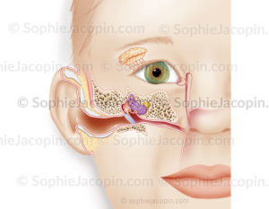 Anatomie de l’oreille chez un enfant, structure de l’appareil de l’audition - © sophie jacopin
