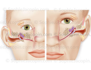Anatomie comparative de l’oreille chez un enfant et chez l’adulte - © sophie jacopin