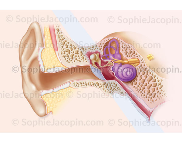 Oreille externe, moyenne et interne, anatomie, structure de l’appareil de l’audition - © sophie jacopin