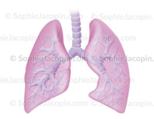 Poumons et bronches, anatomie de l’appareil respiratoire thoracique, trachée, bronches bronchioles - © sophie jacopin