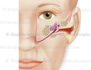 Structure de l’oreille chez l’adulte, anatomie de l’appareil de l’audition - © sophie jacopin