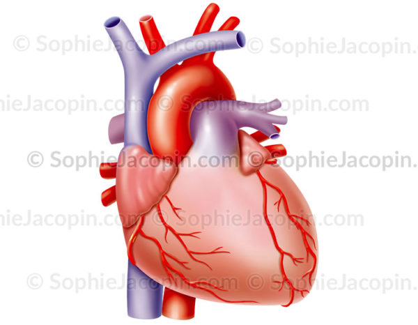 L'angine de poitrine (ou angor), un déséquilibre entre les apports et les besoins du cœur en oxygène - © sophie jacopin