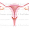 Appareil reproducteur féminin, anatomie des organes génitaux chez la femme, utérus, vagin, trompes de Fallope, ovaires, ligament ovarien, endomètre © sophie jacopin