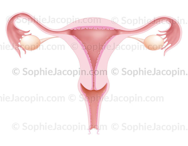 Appareil reproducteur féminin, anatomie des organes génitaux chez la femme, utérus, vagin, trompes de Fallope, ovaires, ligament ovarien, endomètre © sophie jacopin