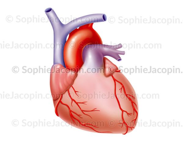 Artères coronaires droites et gauche sur une vue antérieure du cœur, vascularisation artérielle du cœur, artère marginale, artère circonflexe - © sophie jacopin