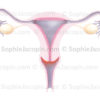 Col de l'utérus, appareil reproducteur féminin, anatomie des organes génitaux chez la femme, utérus, vagin, trompes de Fallope, ovaires, ligament ovarien, endomètre - © sophie jacopin
