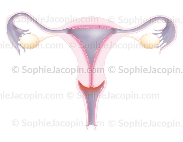 Col de l'utérus, appareil reproducteur féminin, anatomie des organes génitaux chez la femme, utérus, vagin, trompes de Fallope, ovaires, ligament ovarien, endomètre - © sophie jacopin