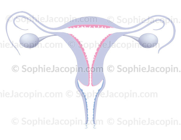 Endomètre, appareil reproducteur féminin, anatomie des organes génitaux chez la femme, utérus, vagin, trompes de Fallope, ovaires, ligament ovarien -© sophie jacopin