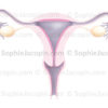Organes génitaux féminins, anatomie des organes génitaux chez la femme, utérus, vagin, trompes de Fallope, ovaires, ligament ovarien, endomètre - © sophie jacopin