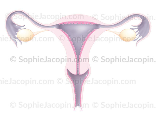 Organes génitaux féminins, anatomie des organes génitaux chez la femme, utérus, vagin, trompes de Fallope, ovaires, ligament ovarien, endomètre - © sophie jacopin