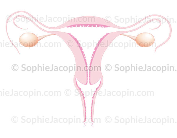 Utérus, ovaires vagin, appareil reproducteur féminin, anatomie des organes génitaux chez la femme, trompes de Fallope, ligament ovarien, endomètre - © sophie jacopin