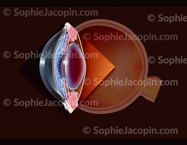 Œil et localisation de l’humeur aqueuse dans les chambres antérieure et postérieure d’un œil normal , s’écoulant par le trabéculum - © sophie jacopin