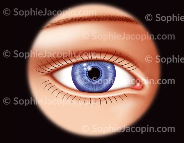 Œil et paupières de femme vue de face avec l'iris bleu, la pupille - c sophie jacopin