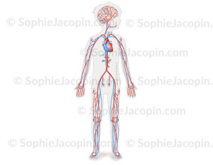 Appareil circulatoire général chez l’enfant, vascularisation du corps mettant en évidence la circulation superficielle du cerveau - © sophie jacopin