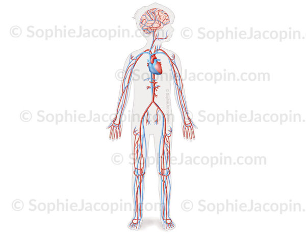 Appareil circulatoire général chez l’enfant, vascularisation du corps mettant en évidence la circulation superficielle du cerveau - © sophie jacopin