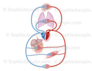 Circulation sanguine représentée sous forme de schéma simplifié identifiant sang artériel et sang veineux - © sophie jacopin